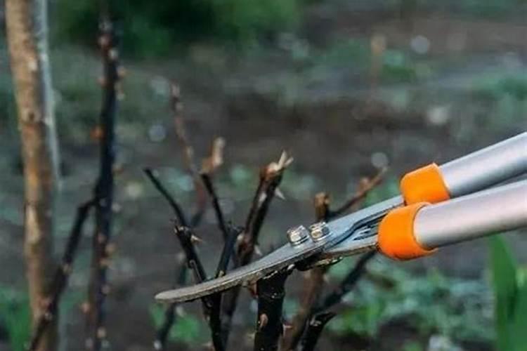 月季修剪后怎样施肥选择什么肥料好