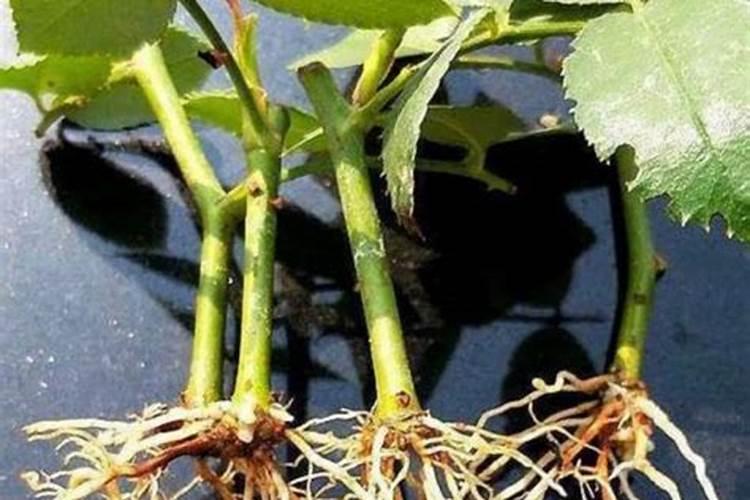 月季花修根能马上施肥浇水吗