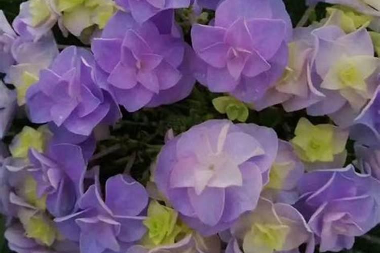 绣球花用什么土