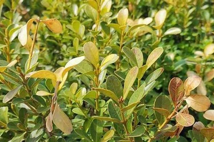 珍珠黄杨怎么养