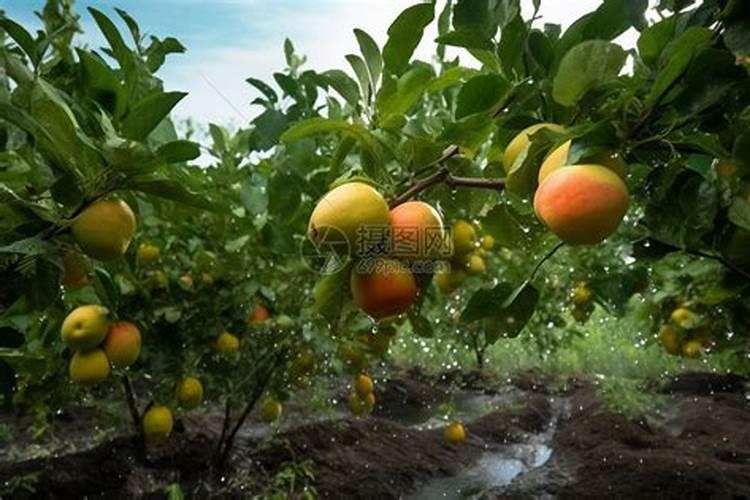 美国世多乐哈维果水溶肥4千克一袋的多少钱？