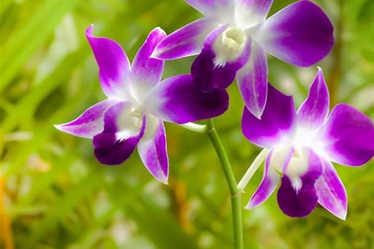 白兰花施什么肥最好