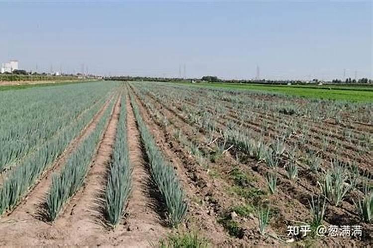 沙漠玫瑰适合什么肥料 沙漠玫瑰怎么施肥