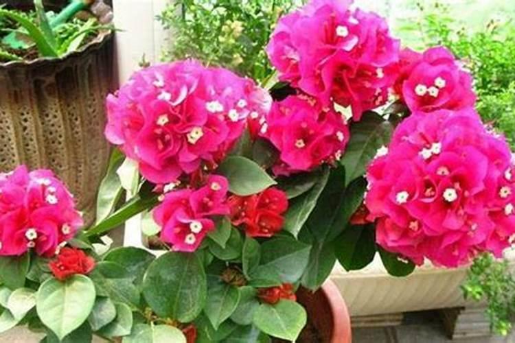 三角梅看到花苞后的施肥方法