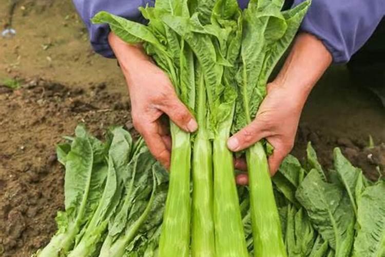 莴笋用什么肥料才能长得粗壮宽大
