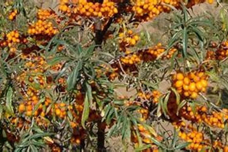 农用尿素加水有气味吗有毒吗