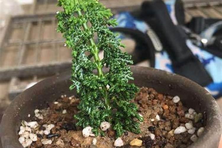 石化桧盆景怎么养