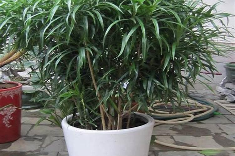 买了一盆百合竹,每天都落一地的叶子,谁知的怎么养百合竹？