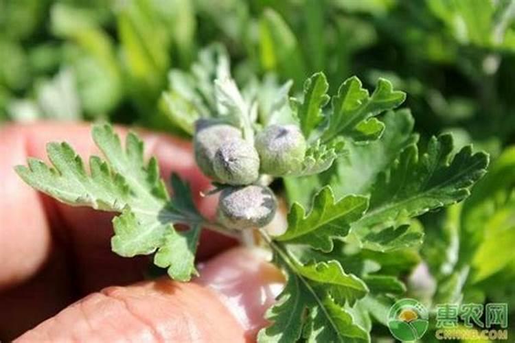 艾草上什么肥料？