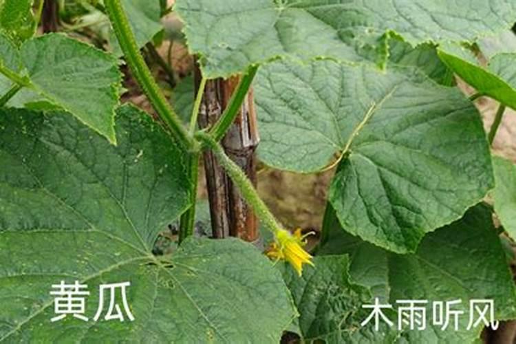 黄瓜幼年长出来了可以晒太阳吗