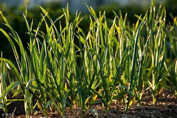 种大蒜什么时间施肥最好