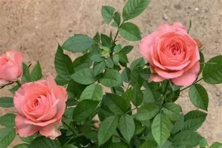 玫瑰花养殖方法