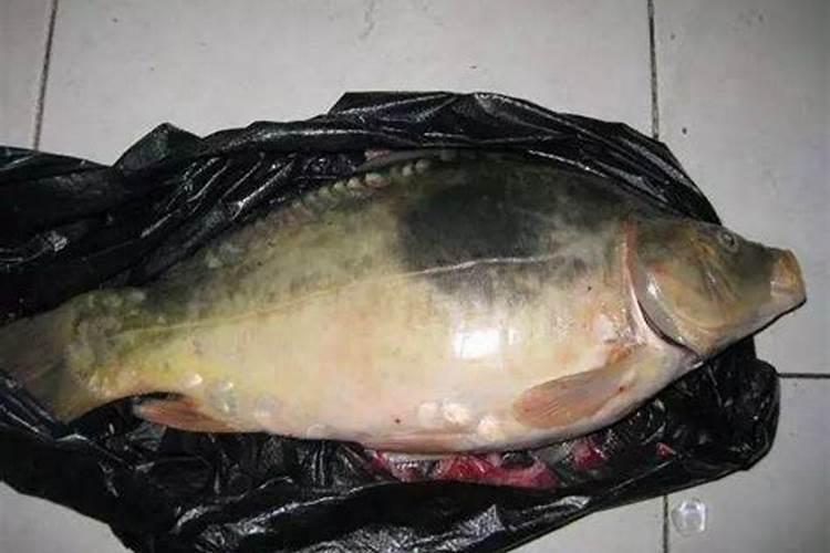 鱼塘应注意补磷(池塘磷肥使用注意事项)