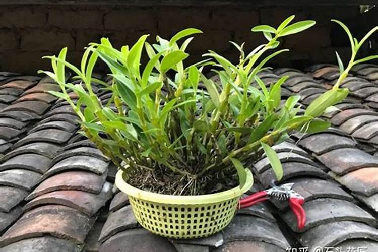 铁皮石斛浇什么肥合适？