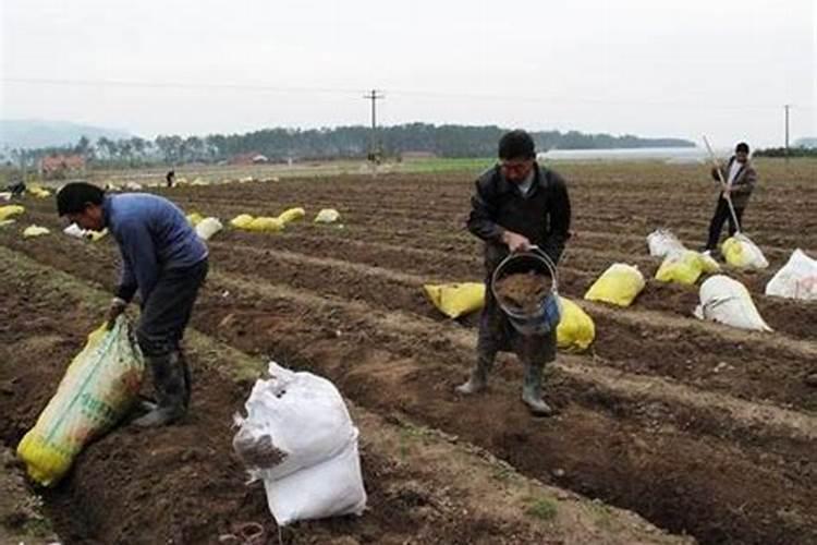 连续阴雨天月季怎么养
