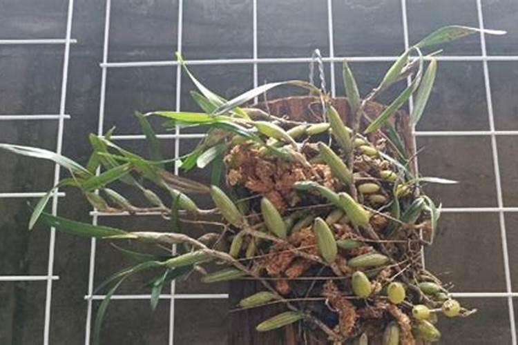 石斛的种植方法 石斛怎么栽培