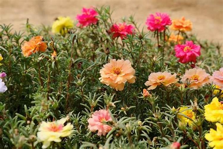 单瓣太阳花怎么变重瓣,3种方法开出无比绚烂的重瓣太阳花