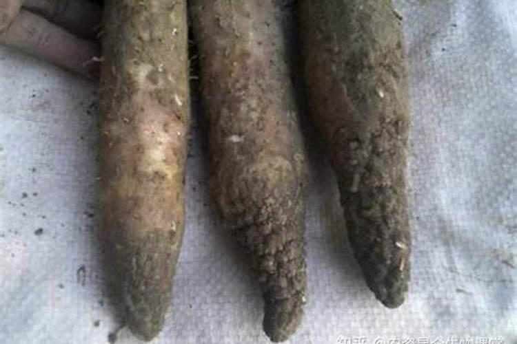 玉米秸秆还田有哪些好处