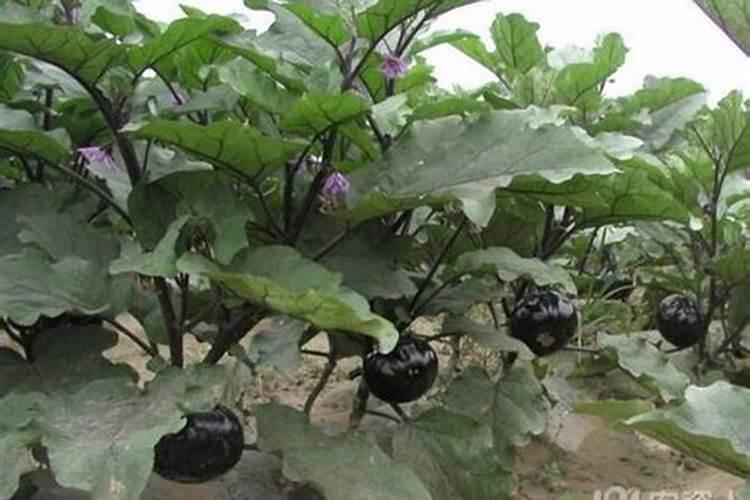 茄子需要施什么肥最好(茄子喜欢什么肥料结果多产量高)