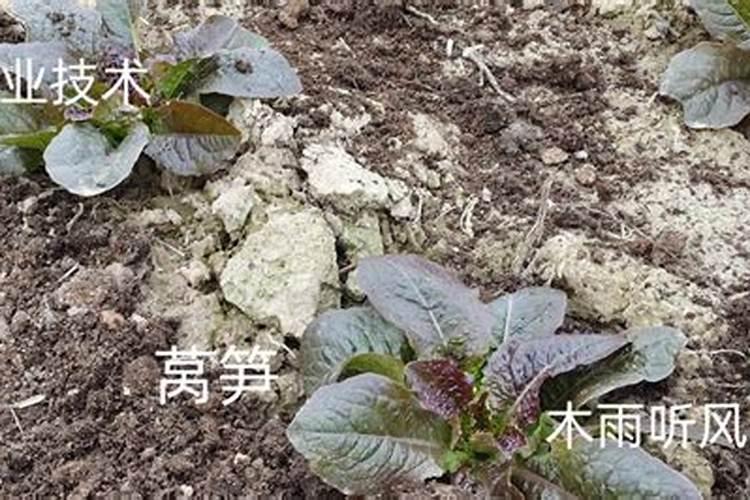叶面肥多久喷一次