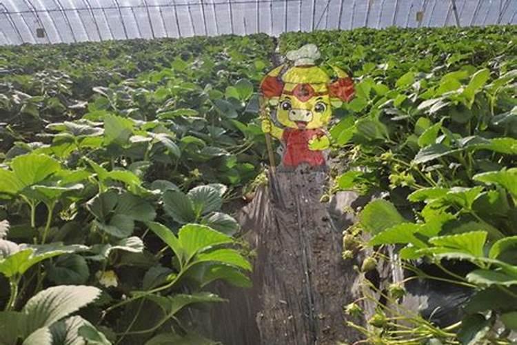 磷肥过多对植物的危害