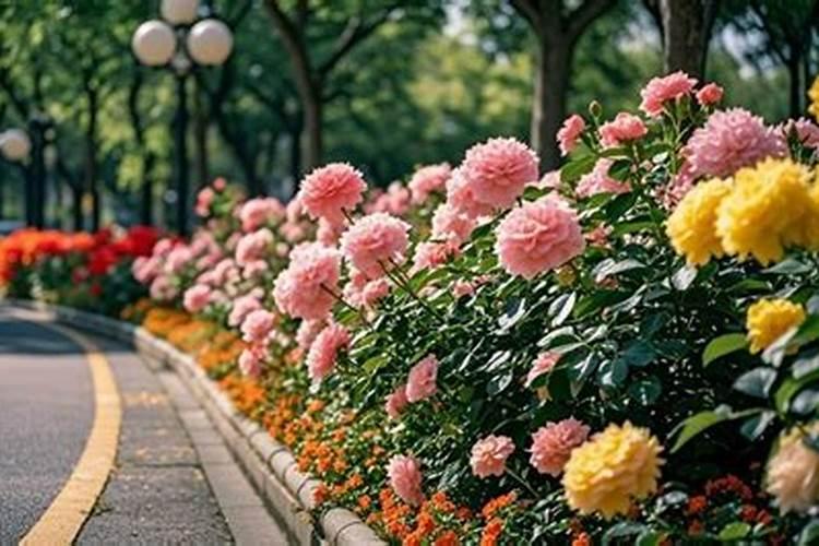 种花需要施什么肥才能长得好