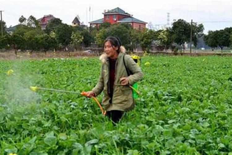 香蕉一年用多少肥？香蕉叶面肥哪家好？香蕉喷施金泰靓膨果增产