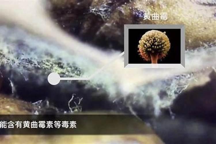 发霉的大米有没有做肥料的可能性呢