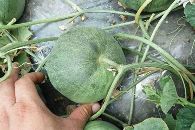 小麦红蜘蛛用什么药打最好