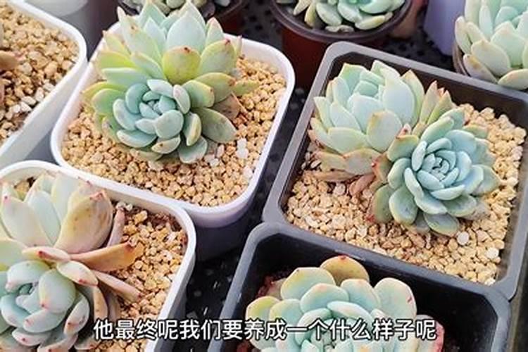 如何施肥月季才能开花 施肥月季的技巧