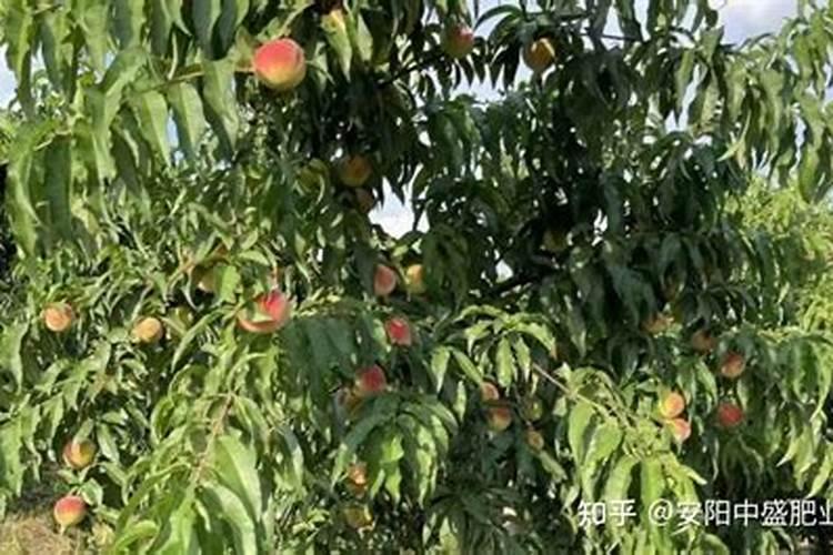 果树施什么肥最好