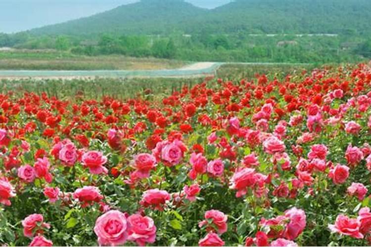 玫瑰花用什么肥料最好