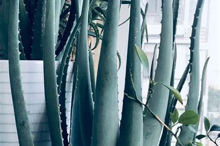 芦荟浇什么肥最好