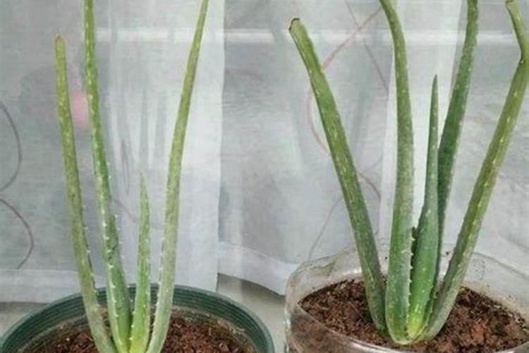 芦荟施肥方法,用什么肥好