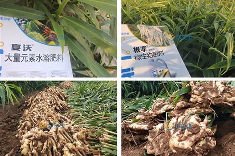 莲藕用什么叶面肥好‘莲藕表皮颜色不好看,有黑斑？