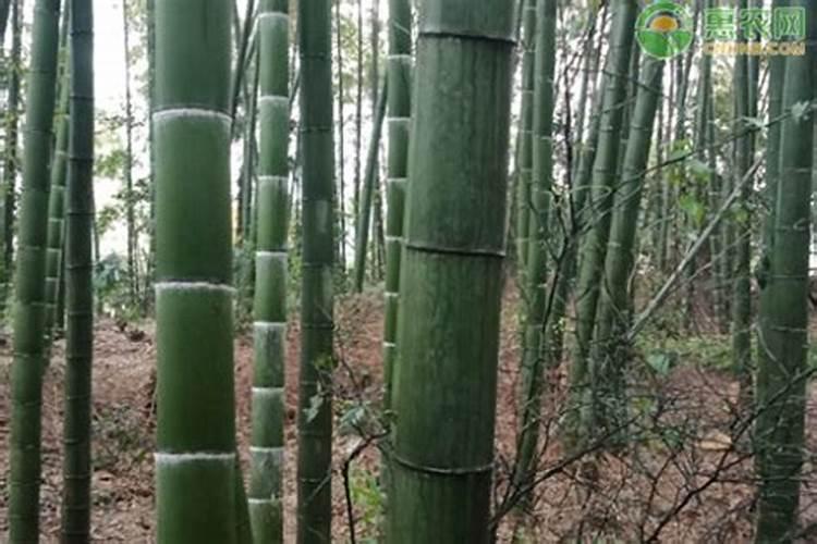 复合肥的肥效期是多长时间