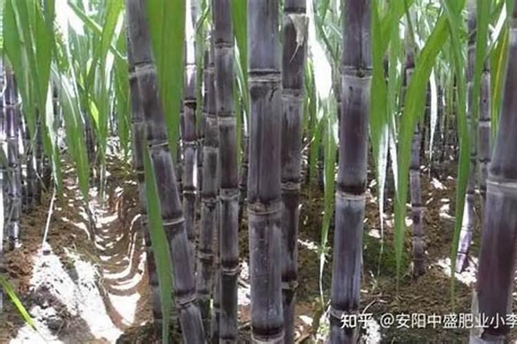 种甘蔗用什么肥好
