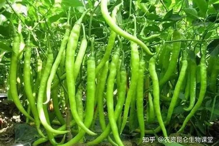 辣椒结果期用什么叶面肥效果好？辣椒挂果期喷什么叶面肥结果多？