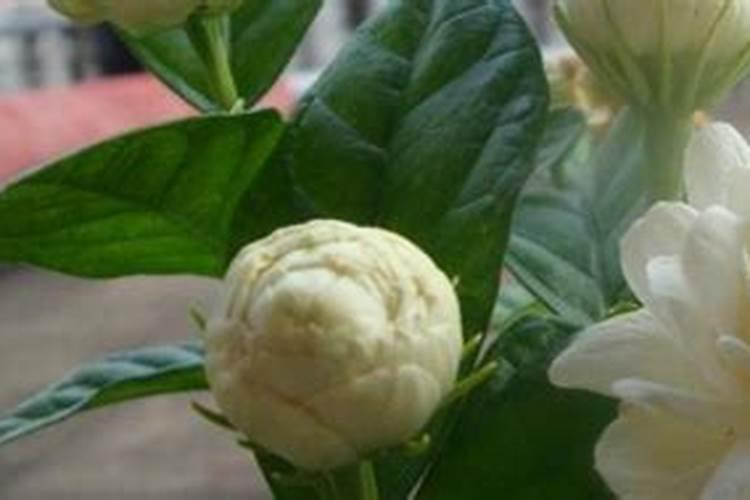 茉莉花修剪之后怎么施肥花芽长得多