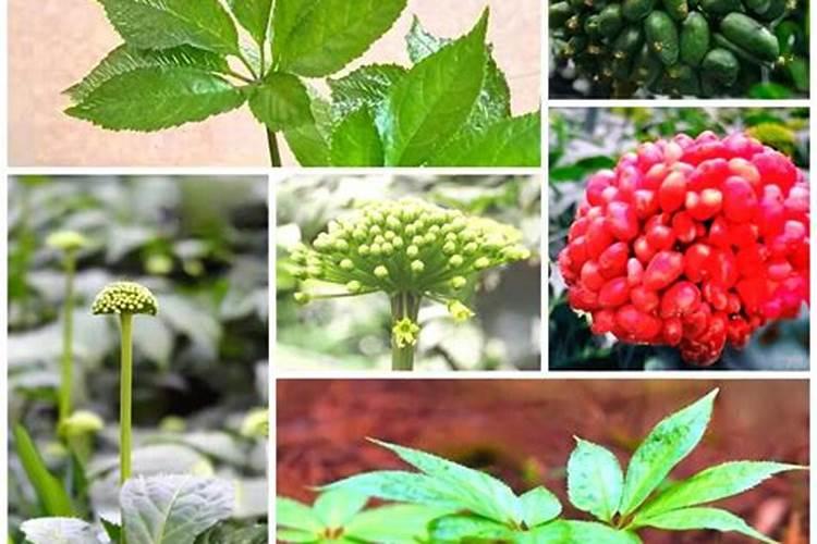 三七各个生物期的施肥方案