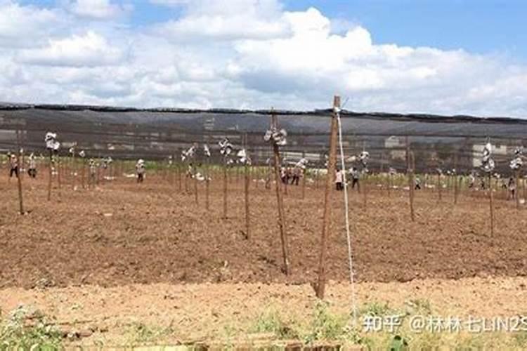 中药材三七什么肥料有助长根？中药材三七追肥用那种肥料好？