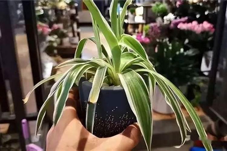 吊兰从根部发黄枯死怎么回事