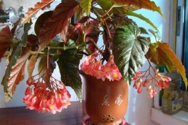 长豆角结果冲施什么肥？长豆角怎么种植产量高？