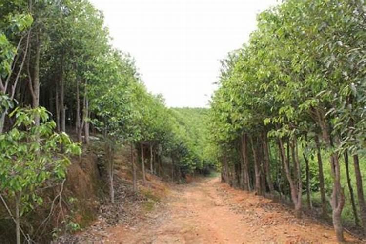 沉香种植方法与技术