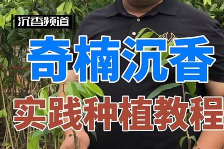 沉香种植方法与技术