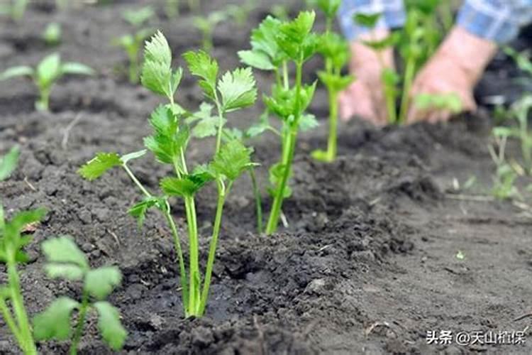 芹菜一亩冲多少大量元素肥料