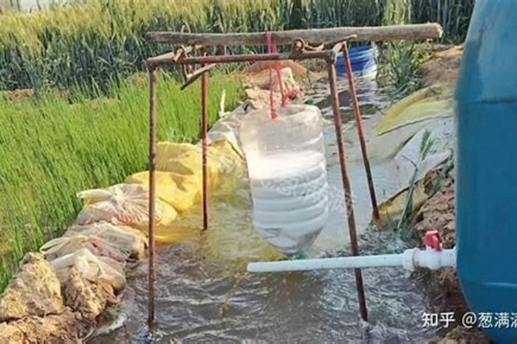 大葱施肥能不能用尿素 施加注意事项有哪些