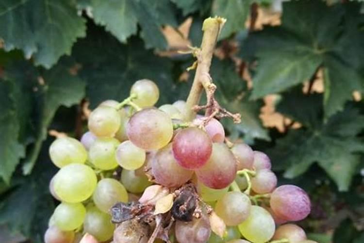 高磷肥料有哪些高磷肥料对植物的作用有哪些,什么时候用最好百度知...