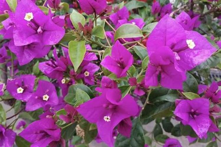 夜晚时钓鱿鱼一般可以使用什么饵料？