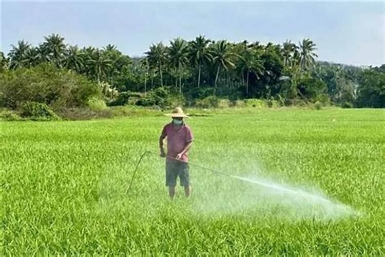 为什么水田用硝铵肥效差